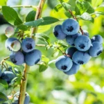 Šilauogėms negalima taikyti tų pačių taisyklių, kurios tinka kitiems sodo augalams