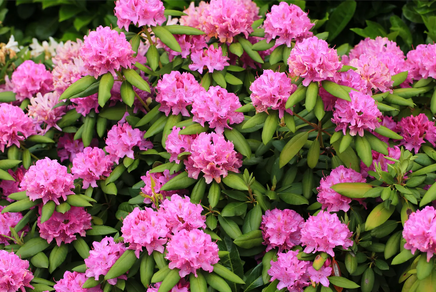 Tie, kurie rododendrais pasirūpina pavasarį, vėliau džiaugiasi įspūdingu žydėjimu