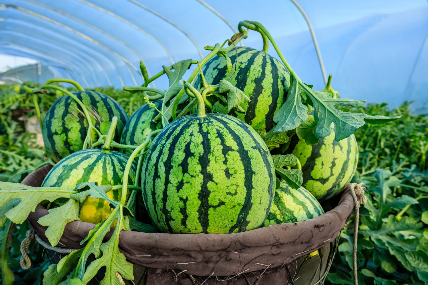 Patyrę sodininkai arbūzus laisto reguliariai, bet saikingai