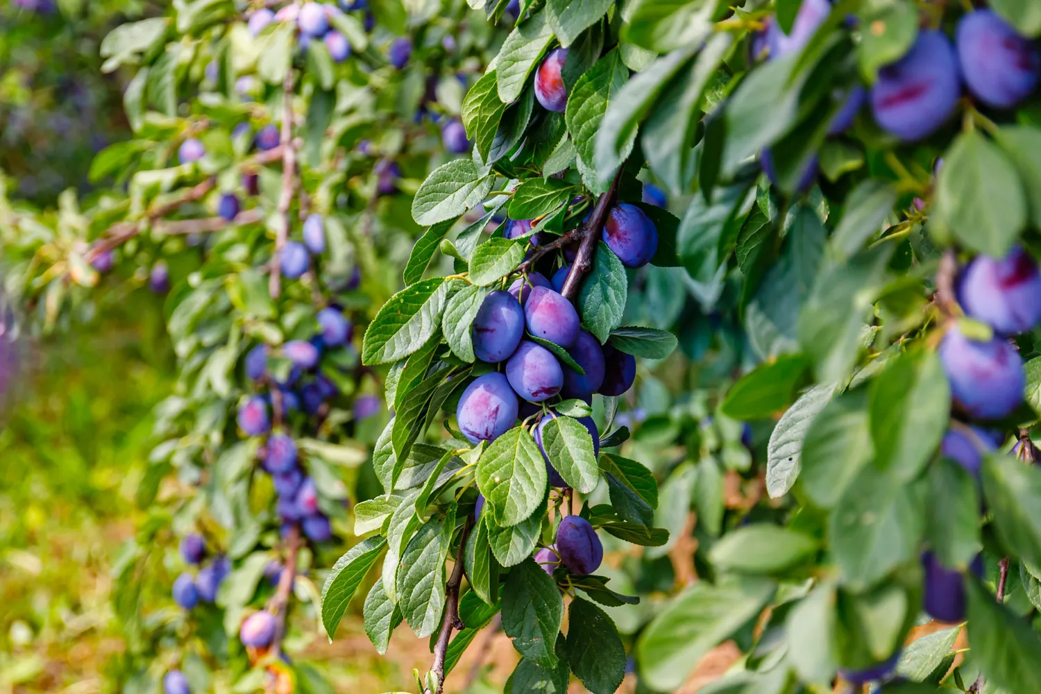 Shutterstock 2161643157