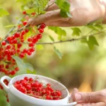 Jei norite, kad serbentų uogos būtų stambesnės, sultingesnės ir skanesnės, verta žinoti tris pagrindines klaidas, kurios dažniausiai sugadina rezultatą