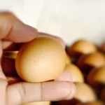 Natūralūs baltymai