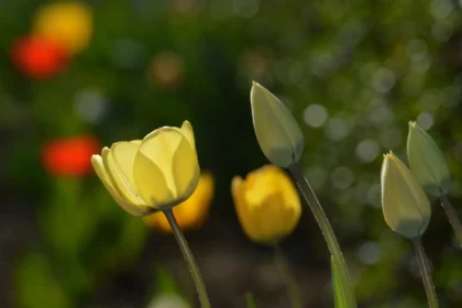 Mano tulpės žydi ilgiau nei kaimynų