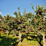 Tinkamas atstumas tarp vaismedžių yra ne smulkmena, o vienas svarbiausių sprendimų, nuo kurio priklauso visas būsimas sodo vaizdas