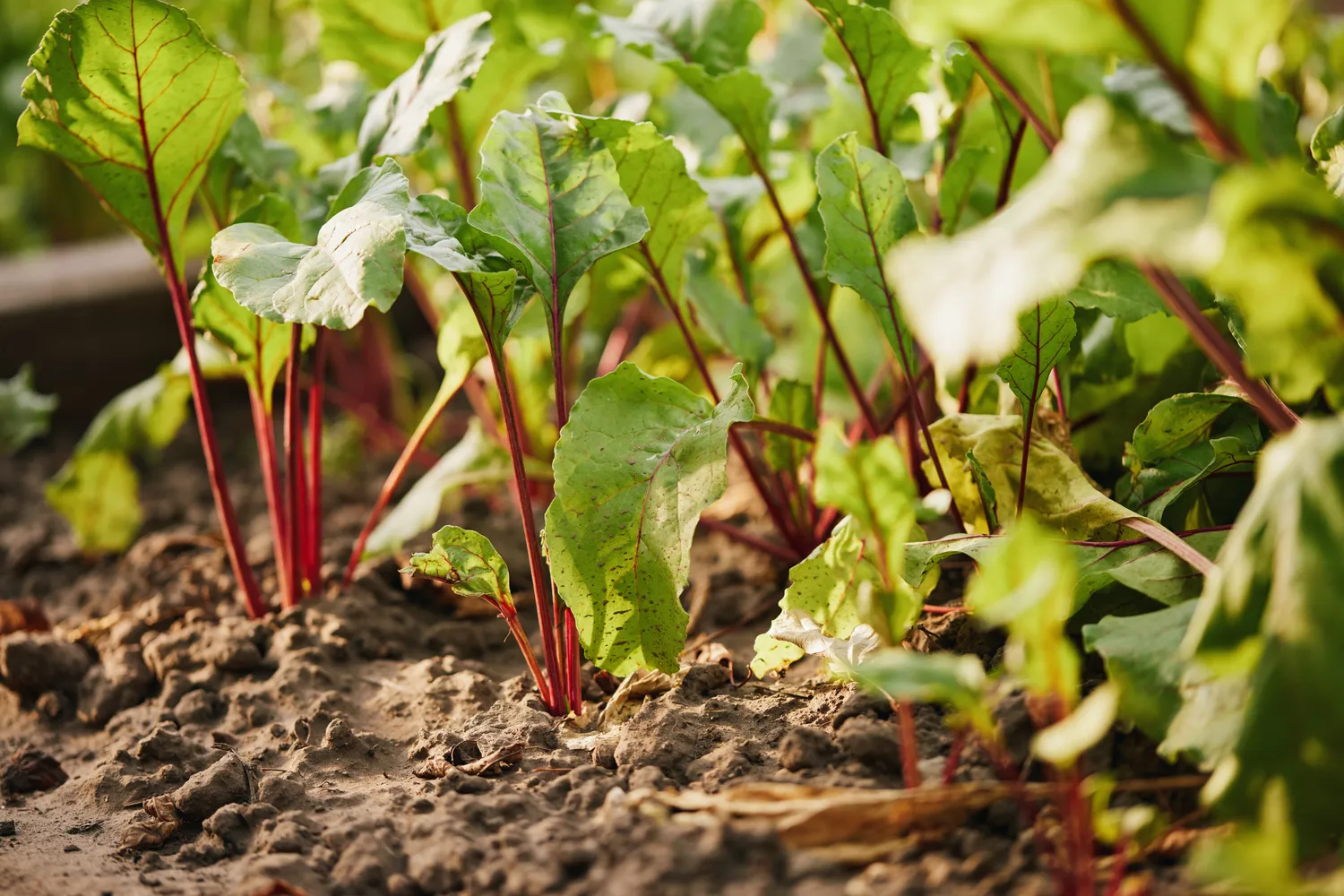 Nuostabūs burokėliai jūsų sode