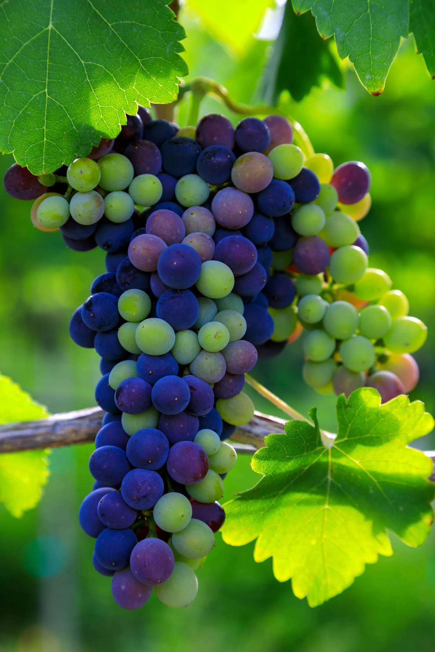 Vynuogėms svarbiau gilesnė, stabilesnė drėgmė nei dažnas paviršinis paliejimas