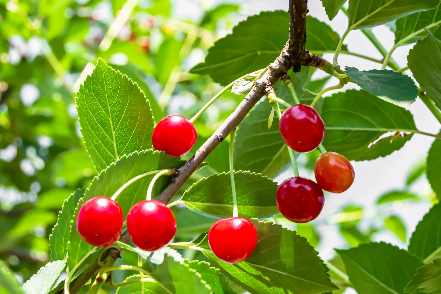 Vyšnios dažniausiai auga kiek kukliau ir paprasčiau - joms taip pat reikia genėjimo, tačiau jų priežiūra paprastai ne tokia sudėtinga