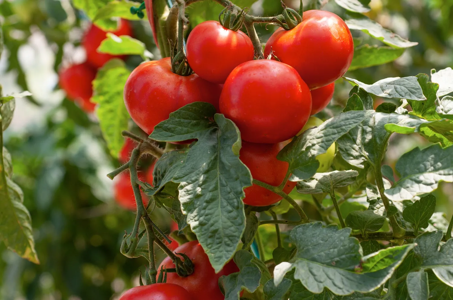 Shutterstock 2245860661