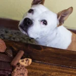 Šokoladas - pavojingas šunims