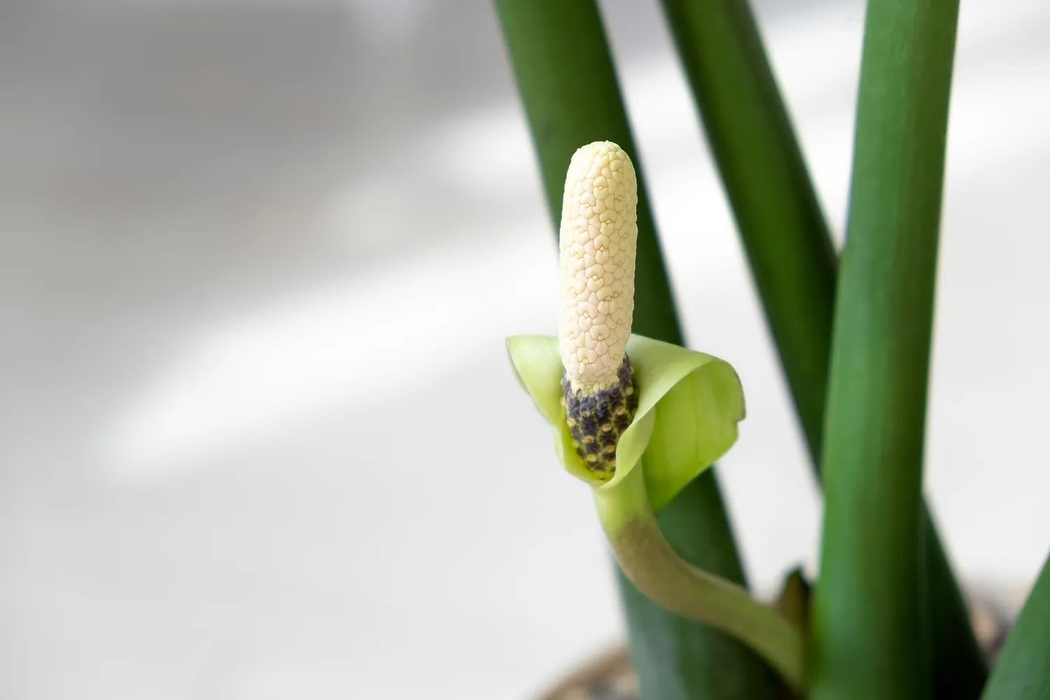Zamiokulko žiedas nėra ryškus ar dekoratyvus - jis primena kuklų burbuolės formos žiedyną