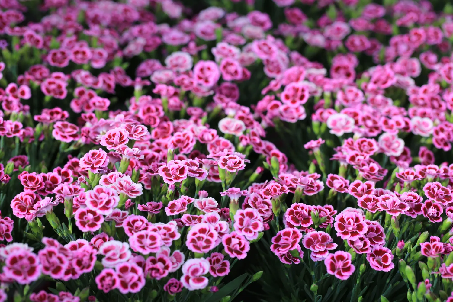 Gvazdikai mėgsta saulėtą vietą - bent kelios valandos tiesioginės saulės per dieną jiems yra būtinos, jei norite gausaus žydėjimo ir tvirto kero