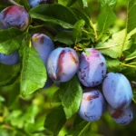 Shutterstock 2297276599