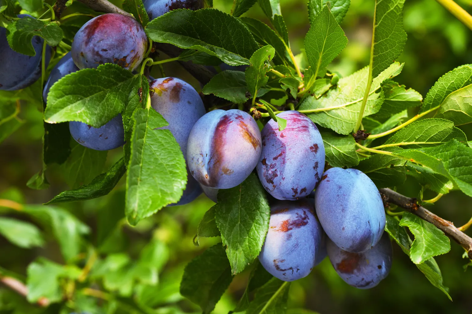 Shutterstock 2297276599