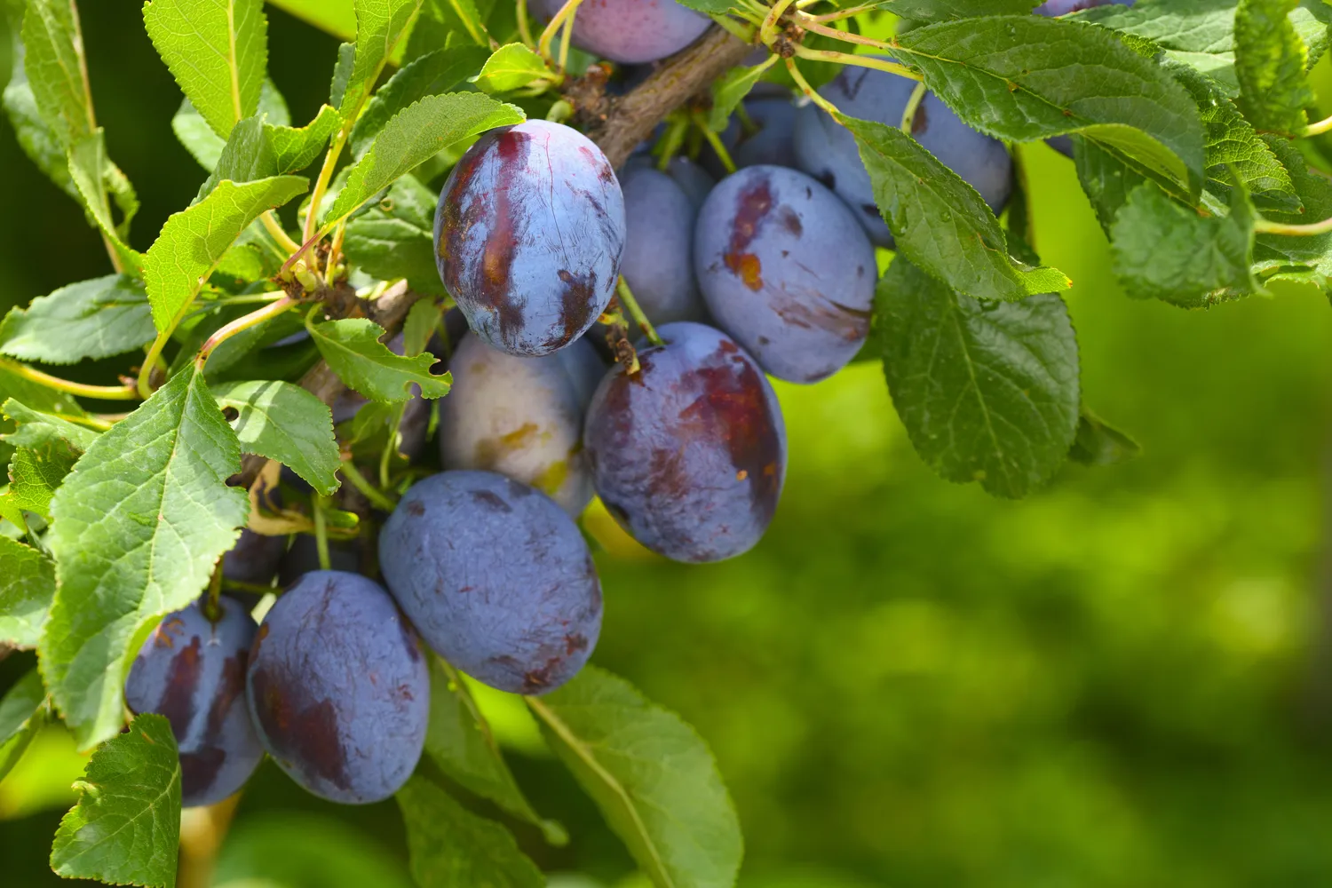 Po žiemos slyvoms reikia papildomų maistinių medžiagų, kad jos galėtų sėkmingai startuoti naujam sezonui