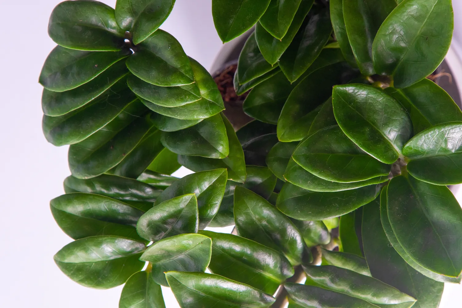 Viena dažniausių priežasčių, kodėl zamiokulkas neauga, yra per drėgna žemė ir pradėjusios silpti šaknys