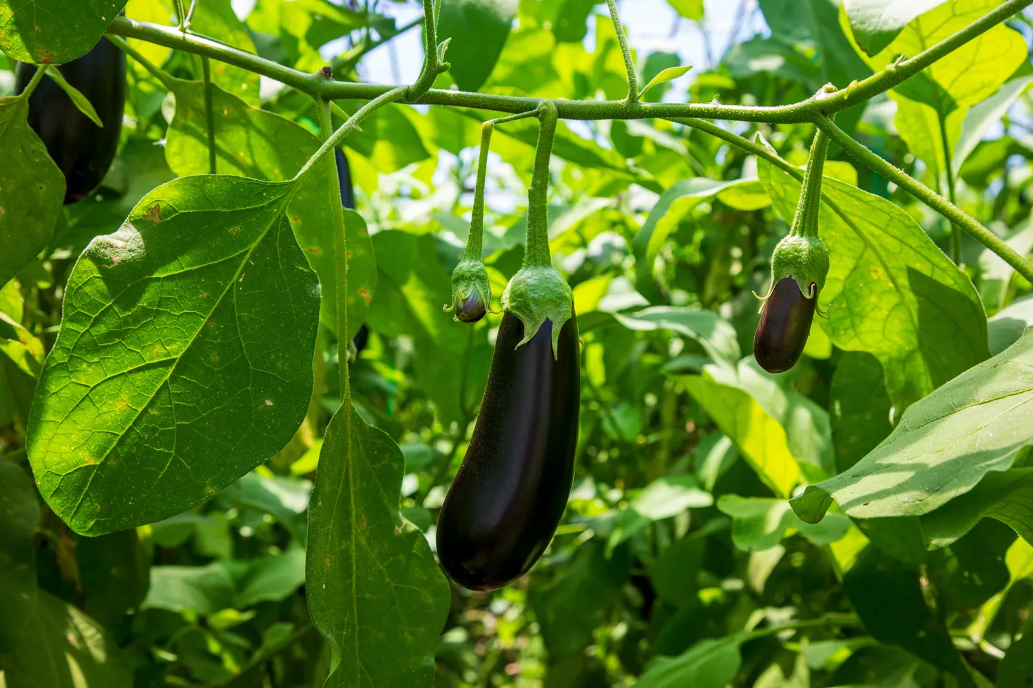 Baklažanai mėgsta drėgmę, bet nepakelia nei sausros, nei užmirkimo
