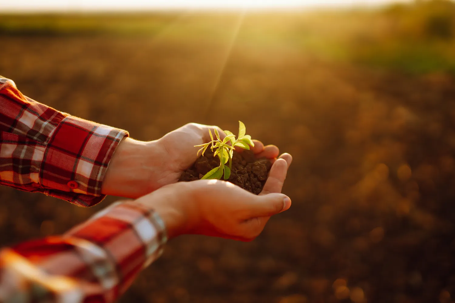 Sveikas dirvožemis – tai gyvas dirvožemis