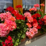 Tinkamos trąšos yra ne papildoma smulkmena, o vienas svarbiausių gausaus žydėjimo raktų