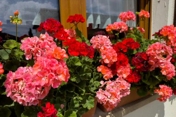 Tinkamos trąšos yra ne papildoma smulkmena, o vienas svarbiausių gausaus žydėjimo raktų