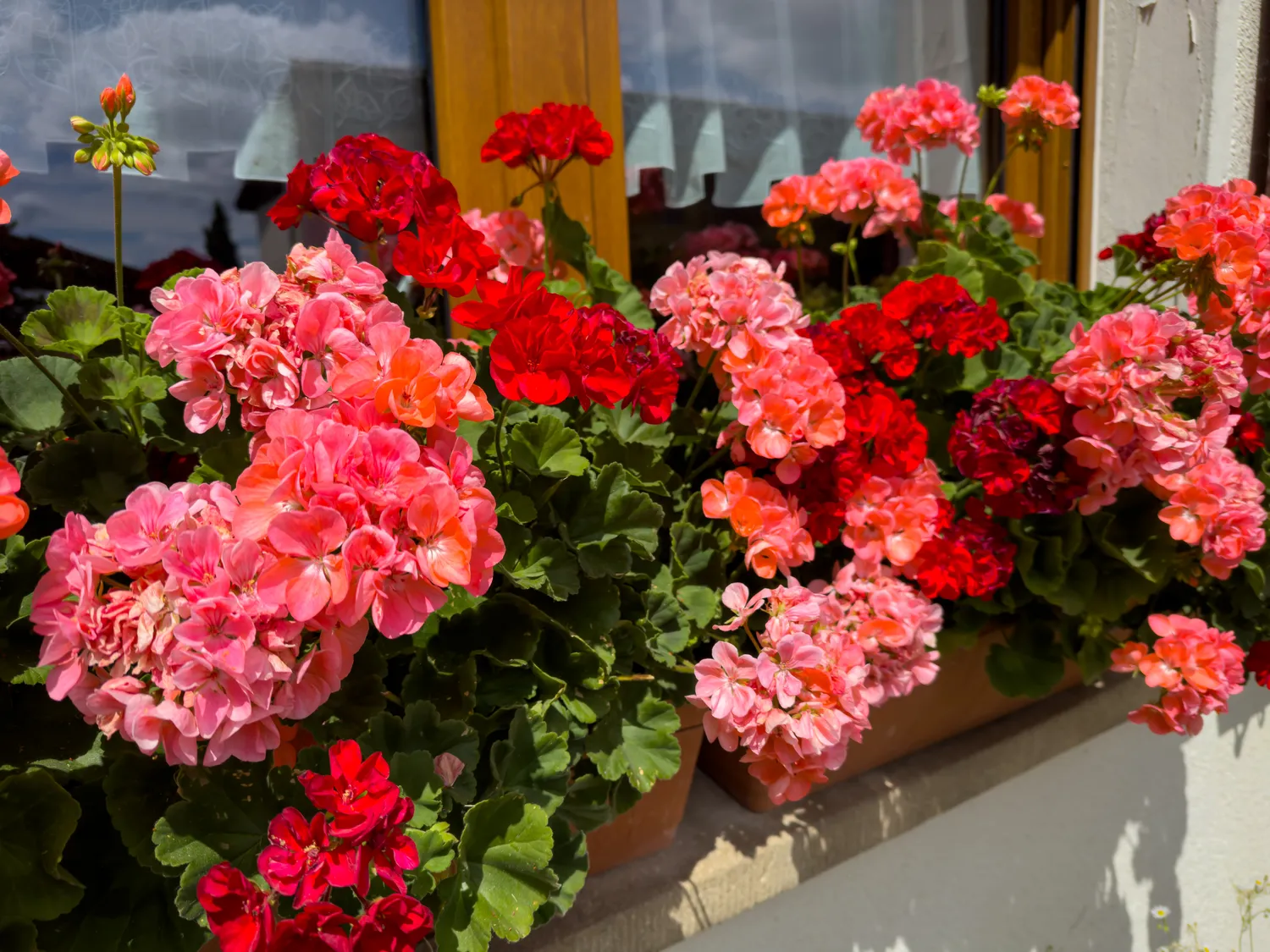 Tinkamos trąšos yra ne papildoma smulkmena, o vienas svarbiausių gausaus žydėjimo raktų