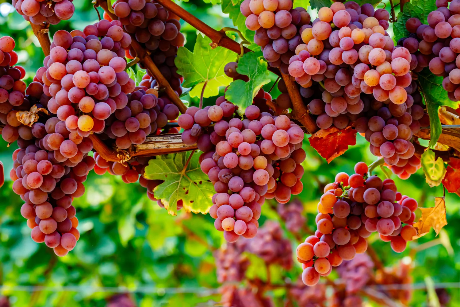 Tinkamas genėjimas leidžia užtikrinti kokybišką ir gausų vynuogių derlių
