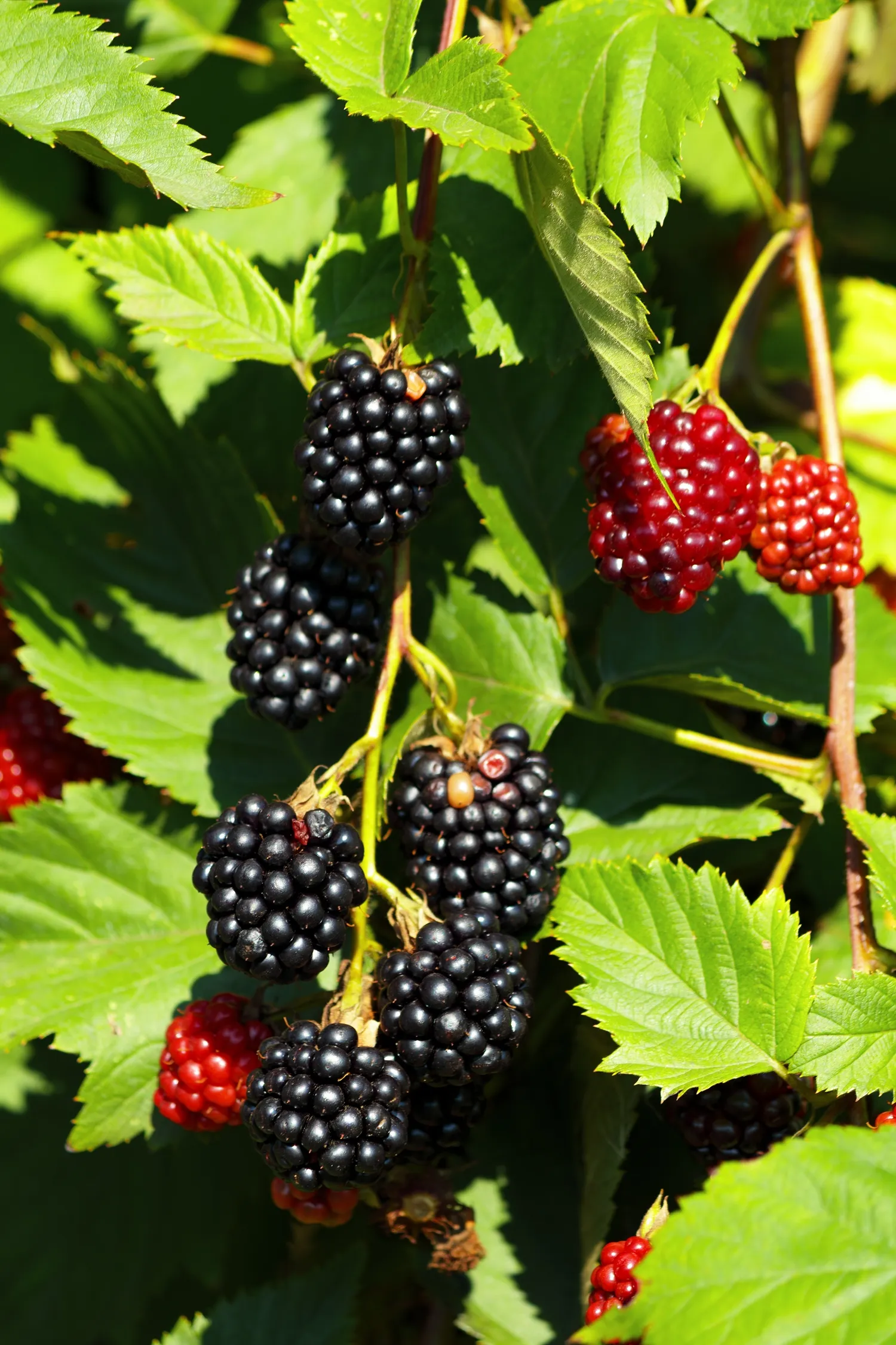 Vienas svarbiausių veiksnių, lemiančių gerą gervuogių derlių, yra tinkamas genėjimas