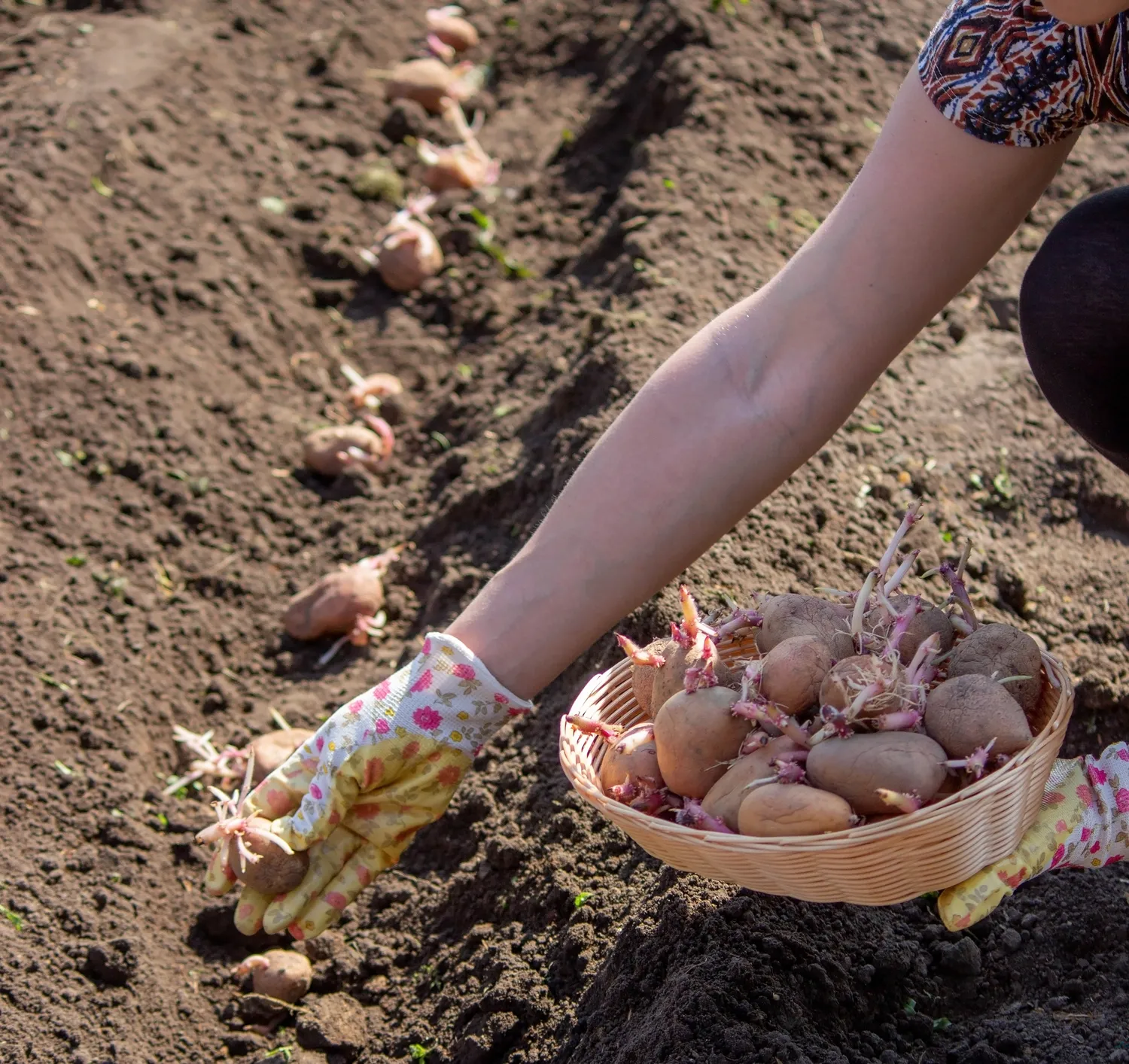 Į sodinimo duobę verta dėti brandų kompostą, nedidelį kiekį švarių medžio pelenų ir viską sumaišyti su puria žeme