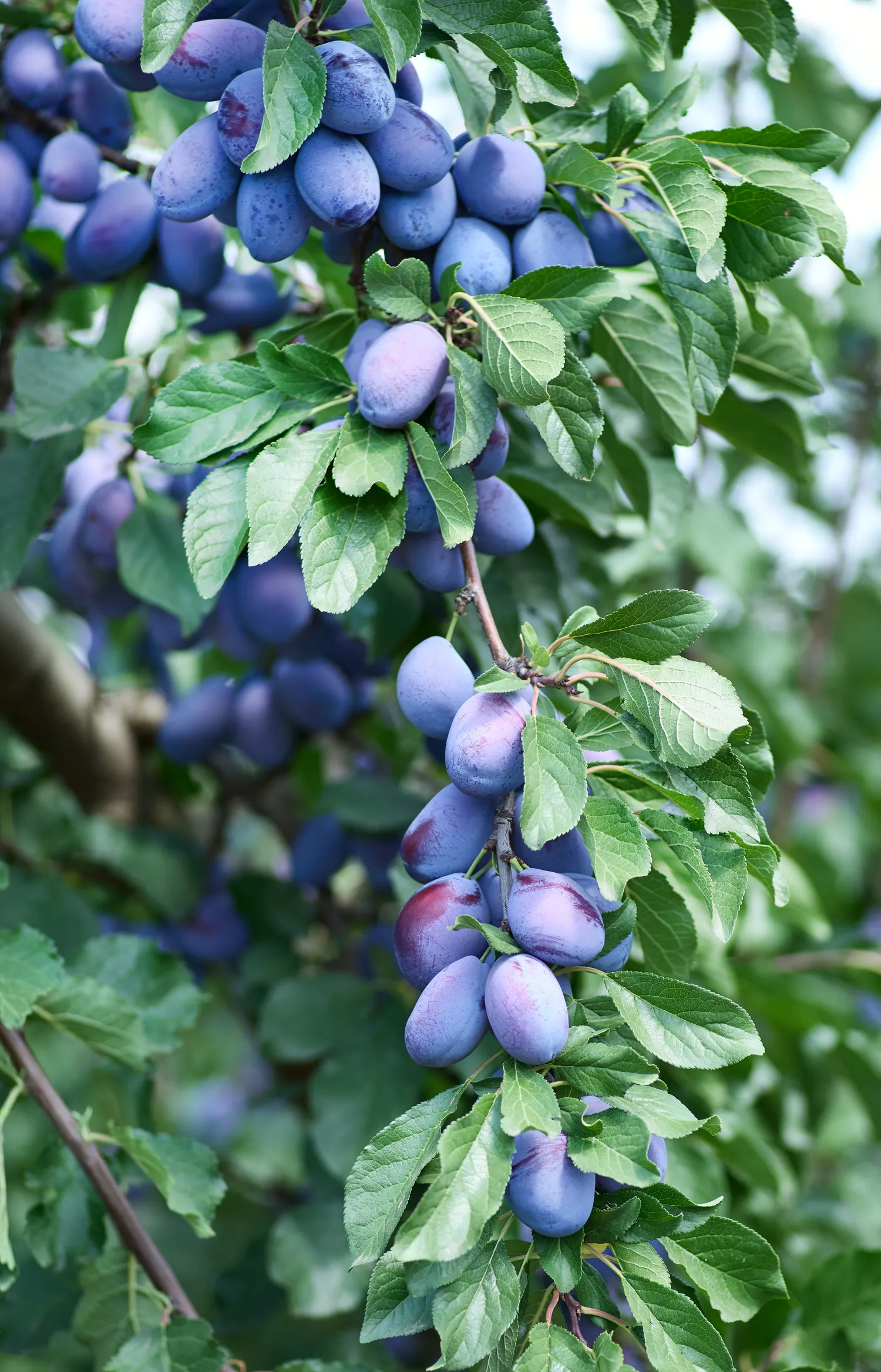 Viena didžiausių klaidų – pradėti rūpintis slyvomis tik tada, kai pažeidimai jau akivaizdūs