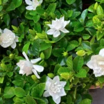 Norint, kad gardenija taptų tikra namų puošmena, svarbiausia – stabilios augimo sąlygos