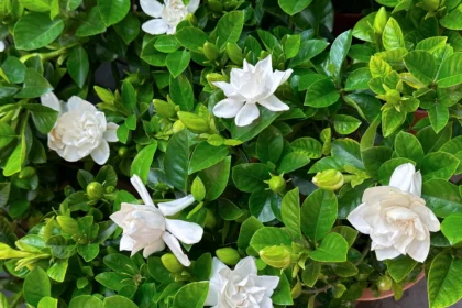 Norint, kad gardenija taptų tikra namų puošmena, svarbiausia – stabilios augimo sąlygos