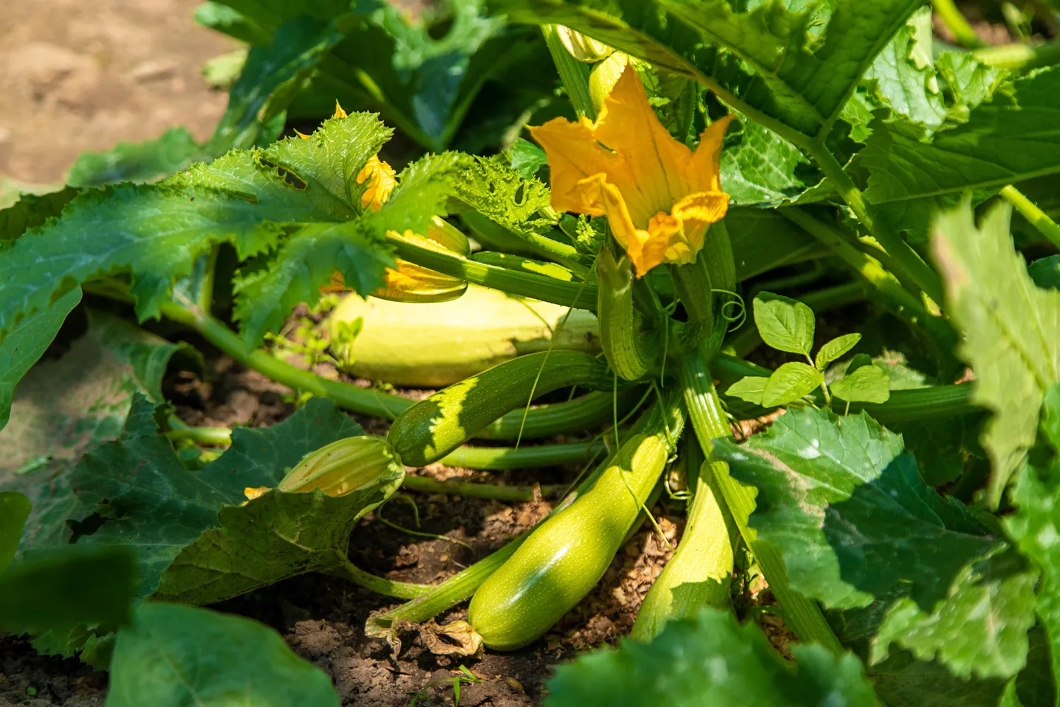 Viena didžiausių klaidų – per ilgai paliekami sunokę vaisiai