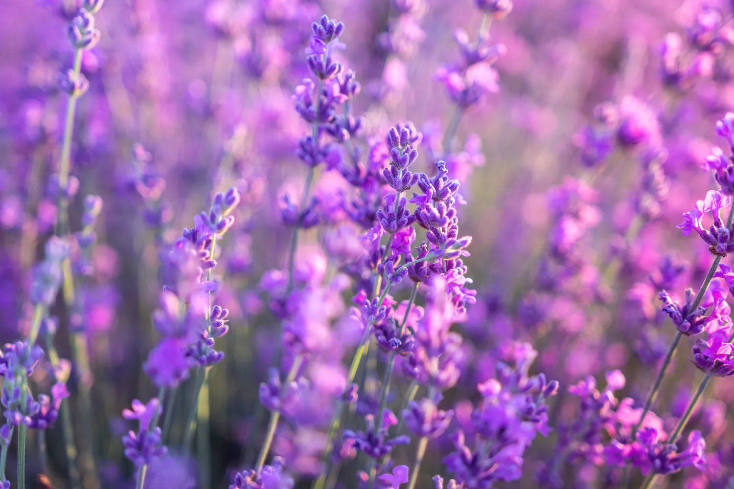 Vienas svarbiausių pavasario darbų – saikingas levandų genėjimas
