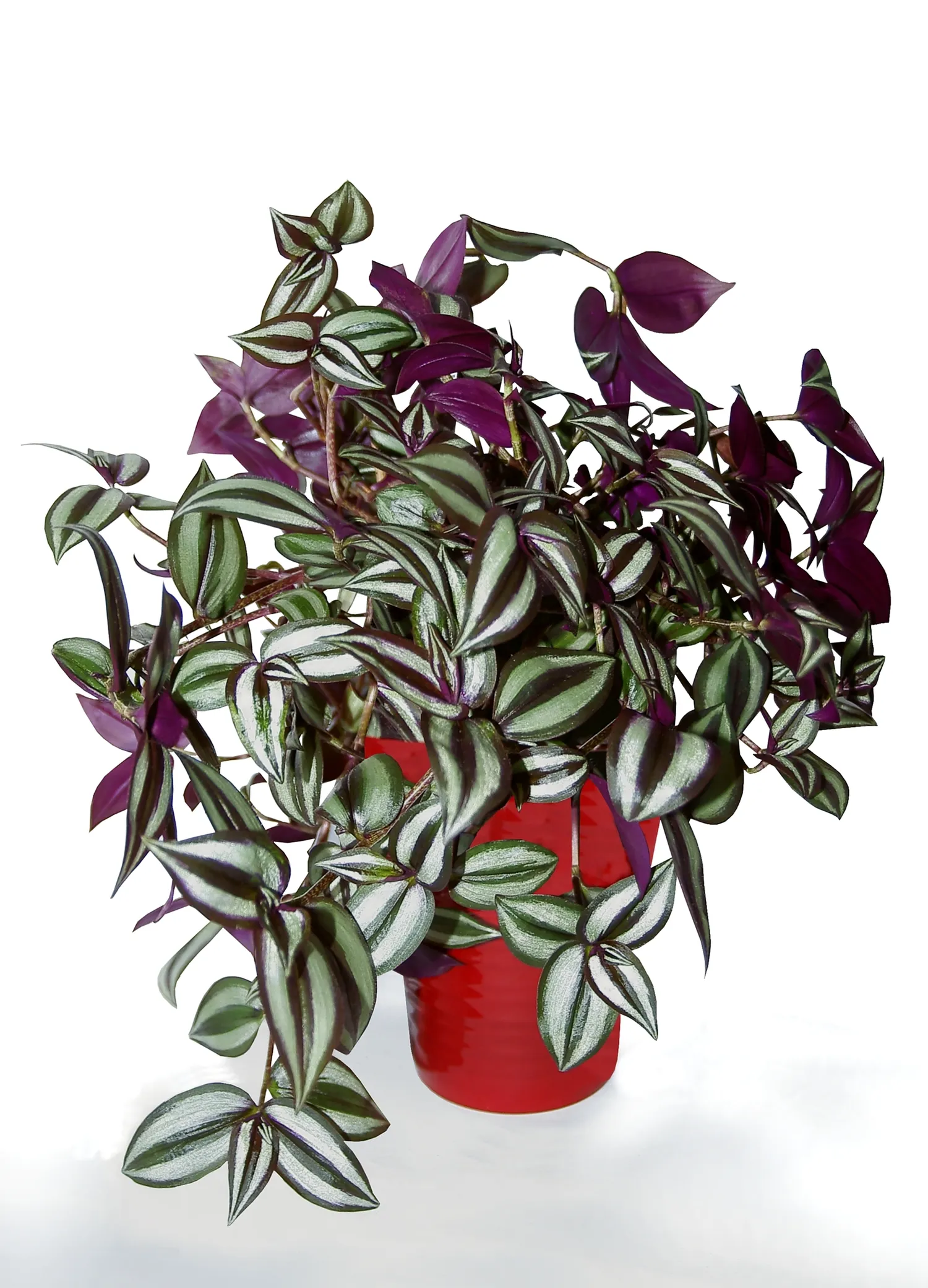 Tradeskantė – spalvingas ir gyvybingas vijoklinis augalas, kuris greitai auga ir lengvai prisitaiko prie įvairių sąlygų