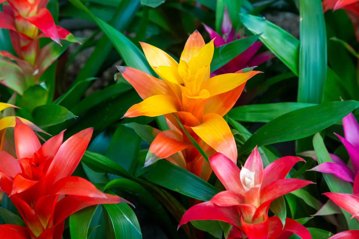 Kad bromelija išliktų ryški, tvirta ir sveika, svarbiausia neleisti jos šaknims mirkti