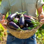 Shutterstock 2432264515