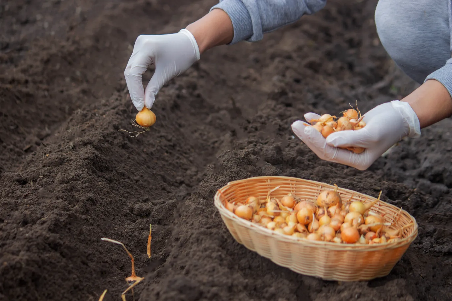 Svogūnus geriausia sodinti, kai dirva sušyla iki maždaug 8–10 °C