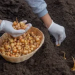 Svogūnų apdorojimas prieš sodinimą yra vienas paprasčiausių, bet efektyviausių būdų norint pagerinti derlių