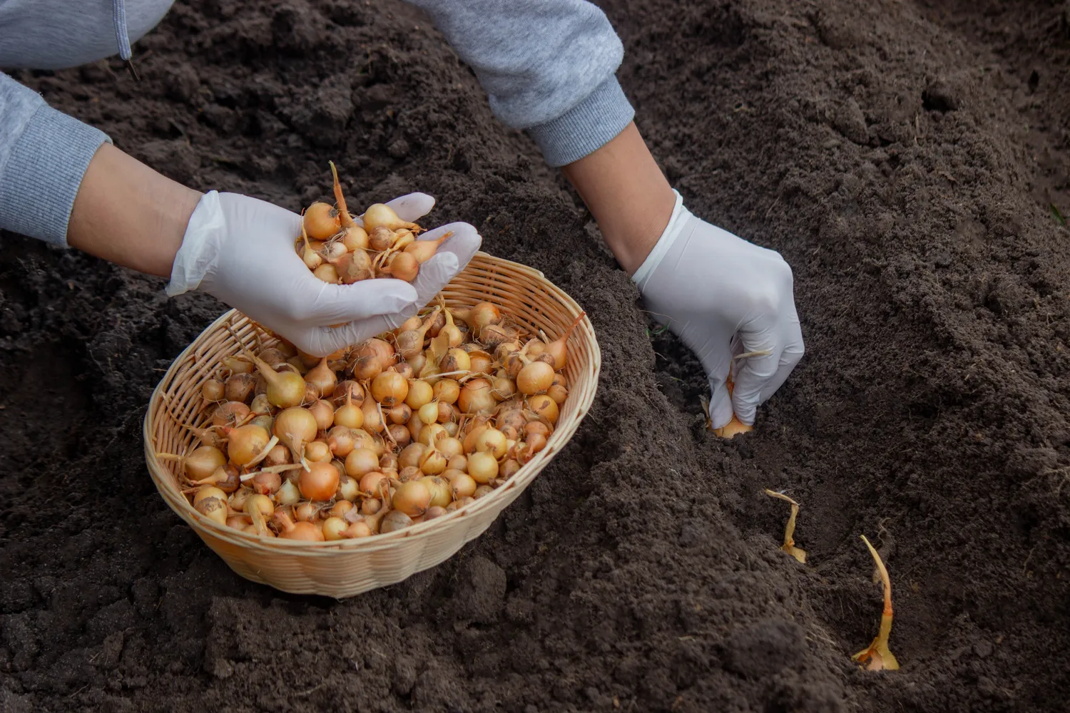 Svogūnų apdorojimas prieš sodinimą yra vienas paprasčiausių, bet efektyviausių būdų norint pagerinti derlių