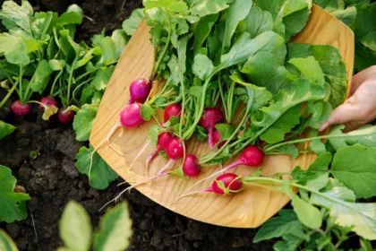 Ridikėliai gali tapti vienu greičiausių ir lengviausiai auginamų daržo augalų