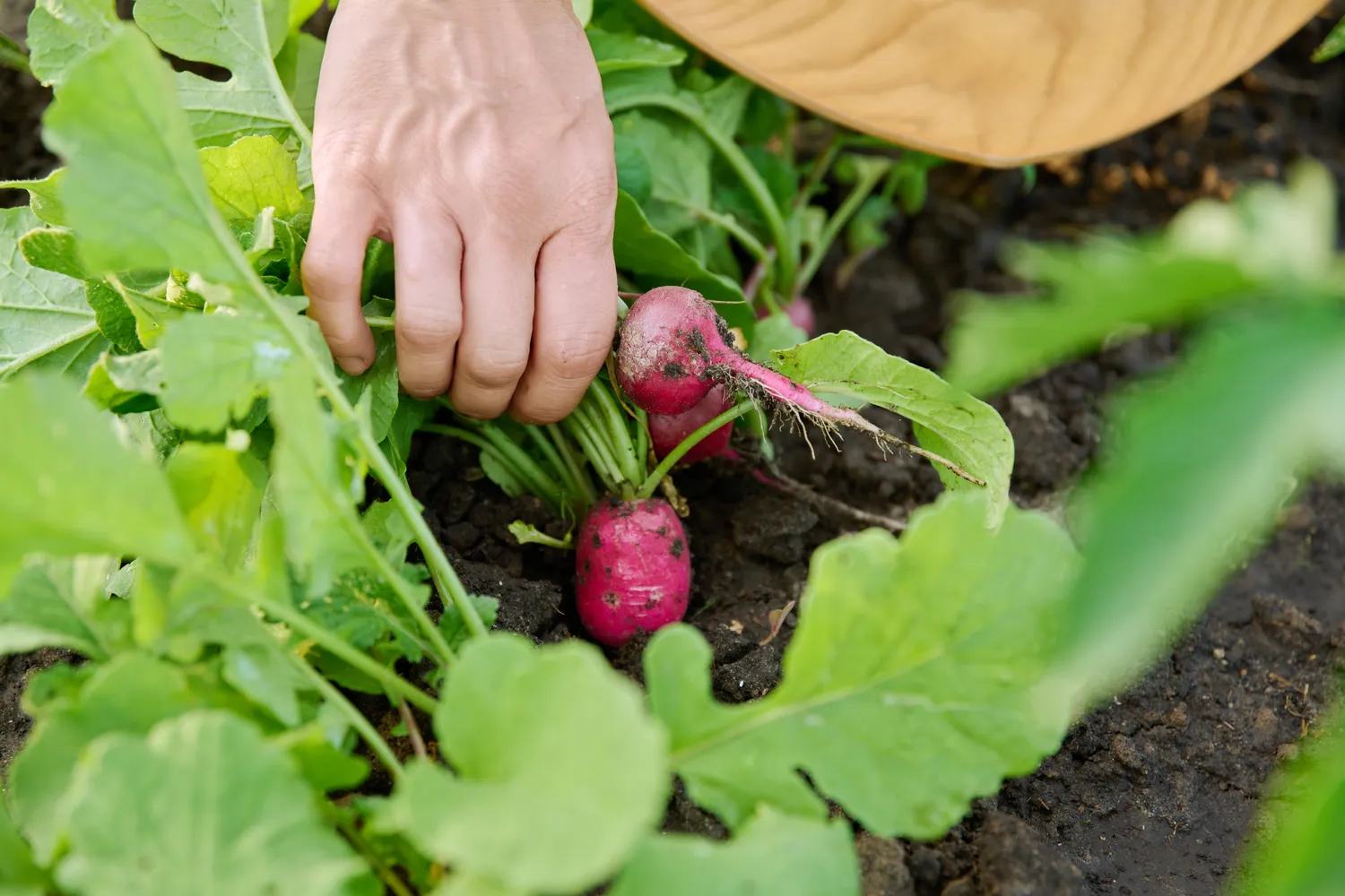 Ridikėliams nebūtinas intensyvus tręšimas