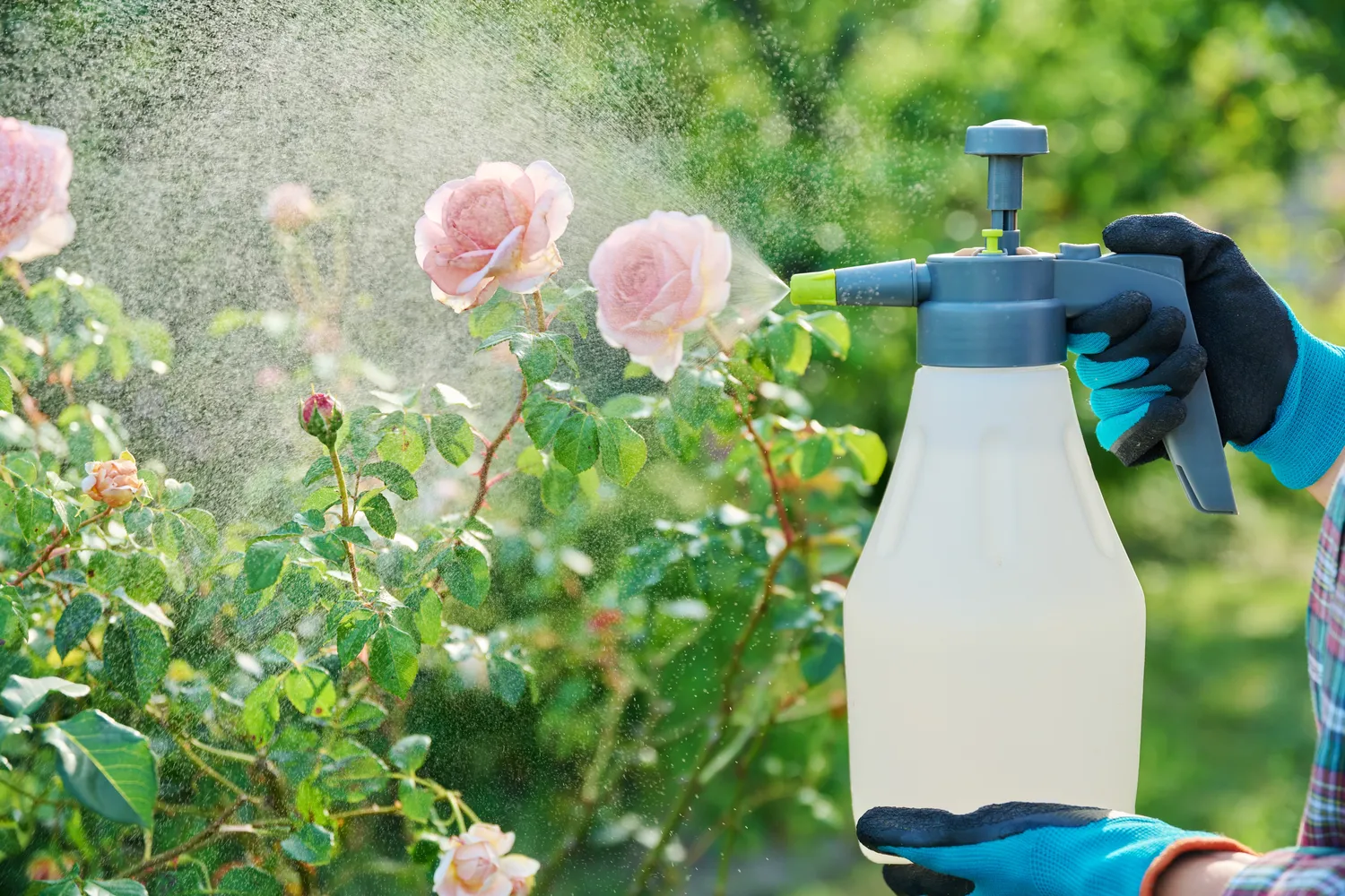 Liaudiškos priemonės gali ne tik sustabdyti kenkėjus, bet ir padėti išsaugoti sveiką bei žydintį rožyną.