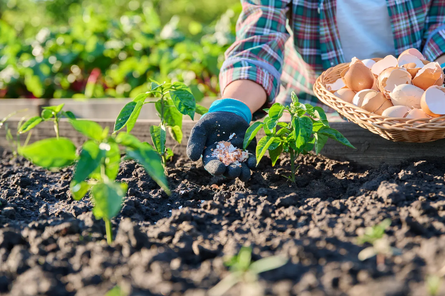 Kiaušinių lukštai gali būti išties vertinga, natūrali ir nieko nekainuojanti pagalbinė priemonė sode bei darže