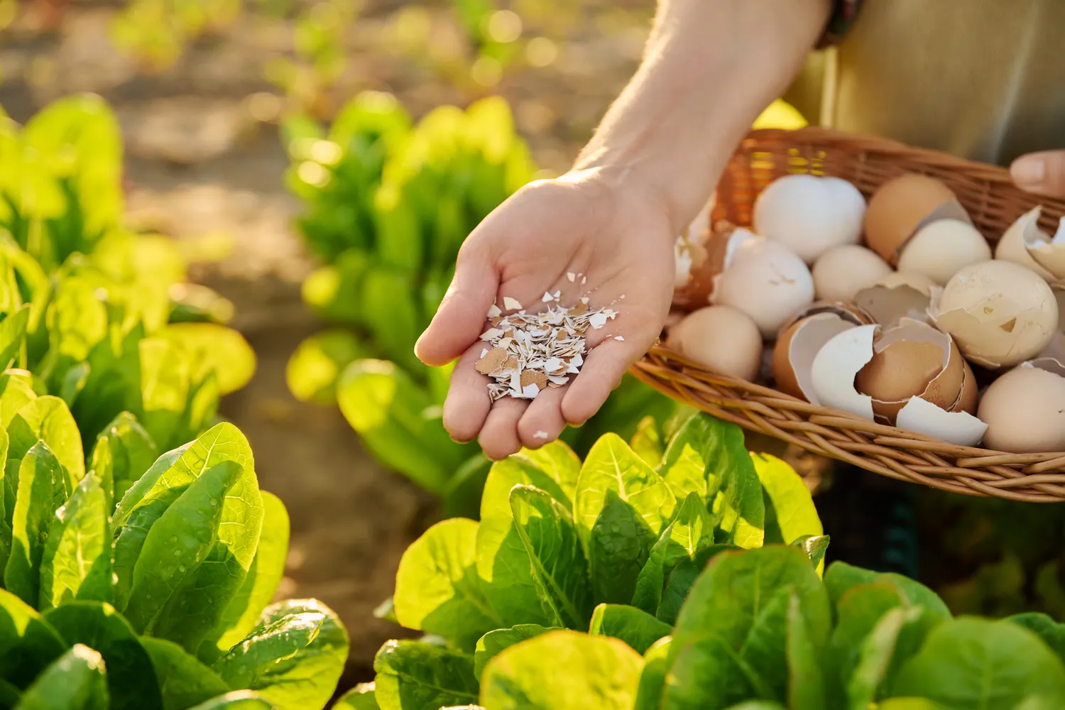 Shutterstock 2483603821