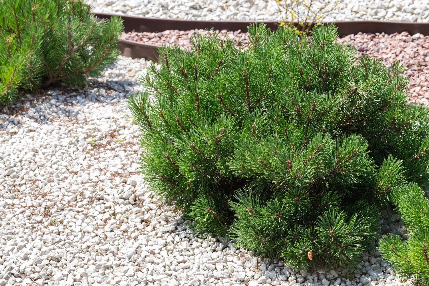 Pušys atrodo solidžiai, natūraliai ir išlieka dekoratyvios visus metus