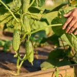 Geriausi agurkų kaimynai