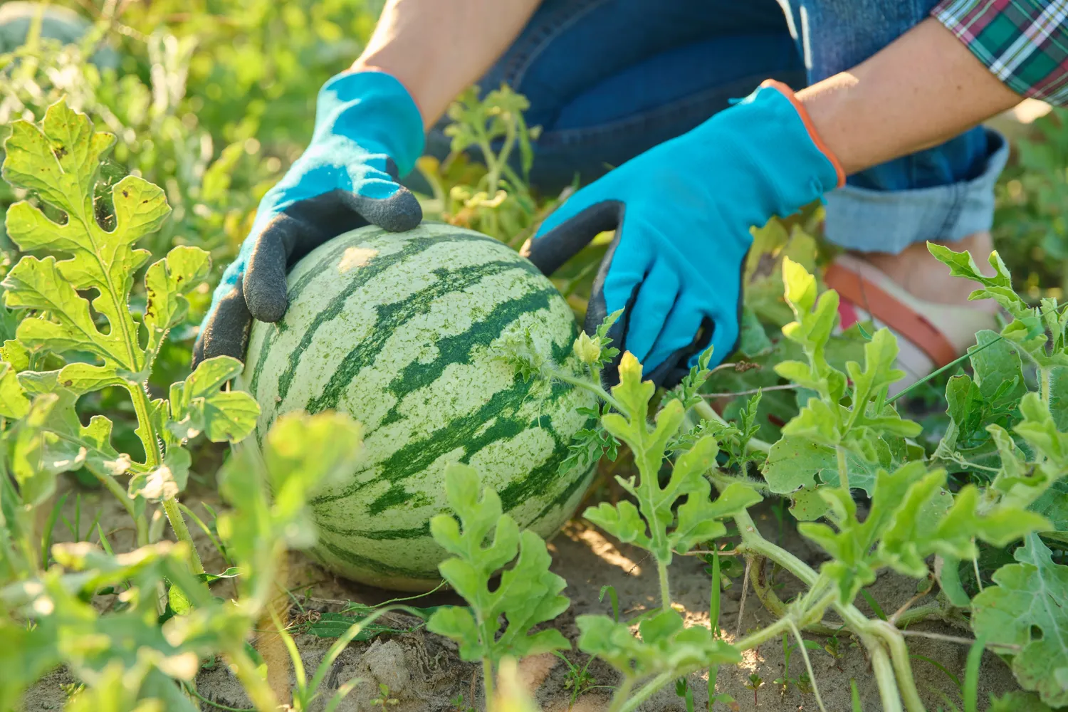 Vienas iš mažiau žinomų, bet itin veiksmingų metodų – riboti vaisių kiekį