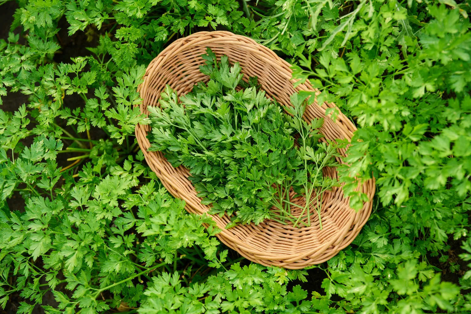 Petražolės gana gerai pakelia vėsesnį orą, o jų žaluma virtuvėje beveik nepakeičiama