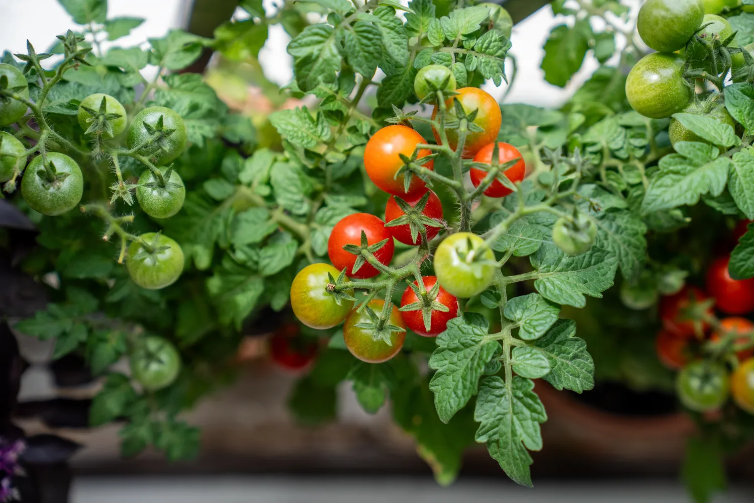 Ką iš tikrųjų dedu į duobę sodindama pomidorus