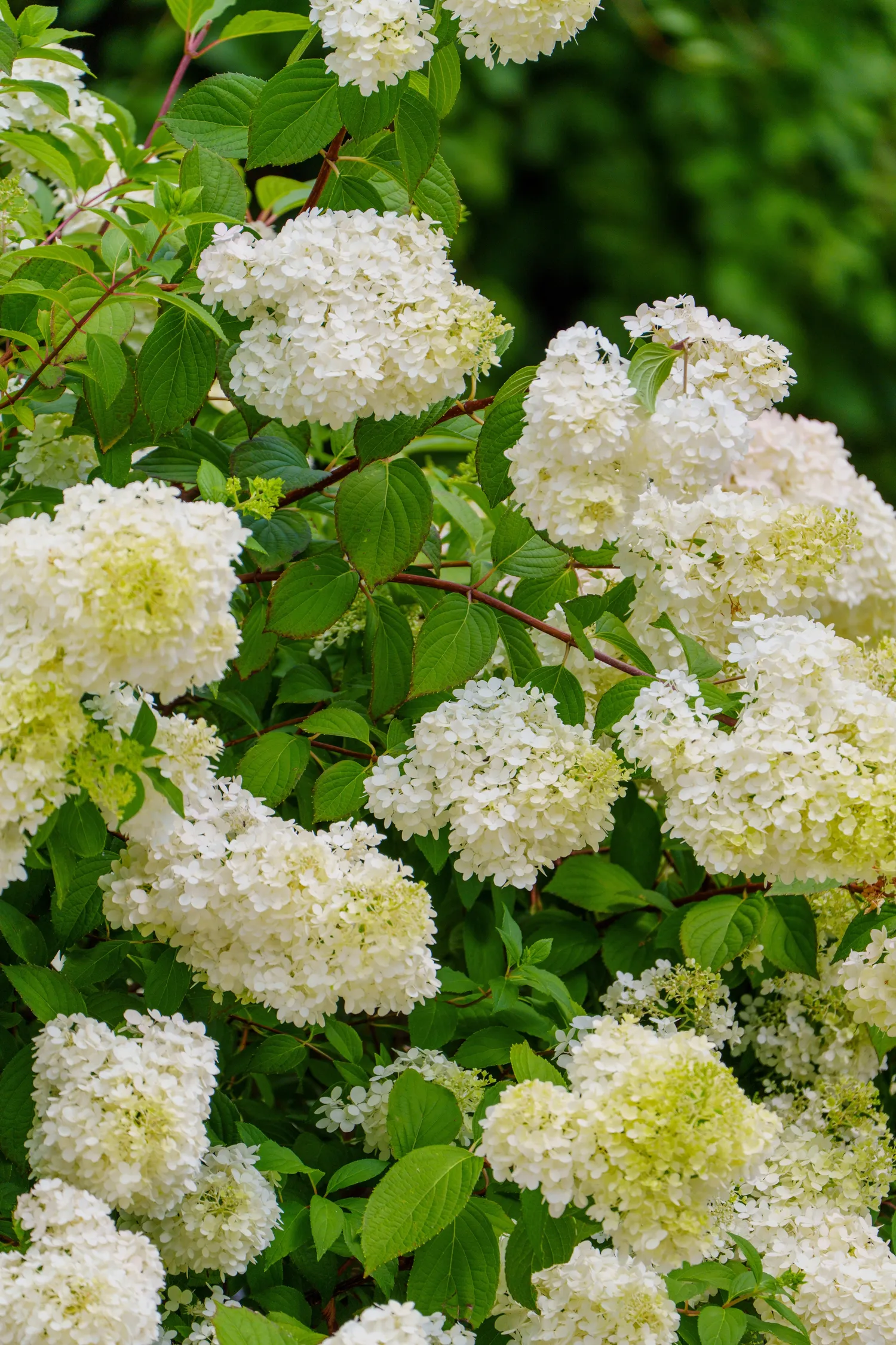 Hortenzijos puikiai jaučiasi pavėsyje