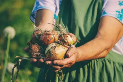 Svogūnų tręšimas